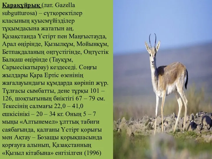 Қарақұйрық (лат. Gazella subgutturosa) – сүтқоректілер класының қуысмүйізділер тұқымдасына жататын аң.