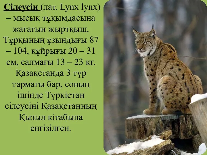 Сілеусін (лат. Lynx lynx) – мысық тұқымдасына жататын жыртқыш. Тұрқының ұзындығы