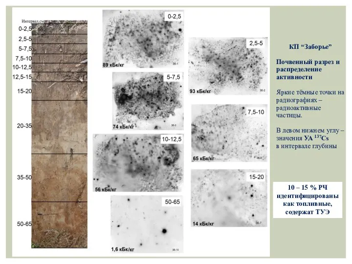 КП “Заборье” Почвенный разрез и распределение активности Яркие тёмные точки на