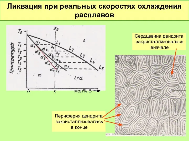 Ликвация при реальных скоростях охлаждения расплавов А х мол% В Сердцевина