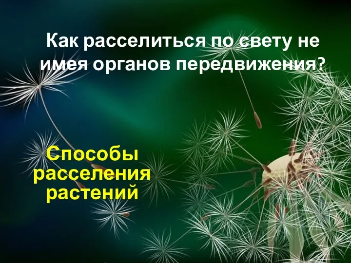 Как расселиться по свету не имея органов передвижения? Способы расселения растений