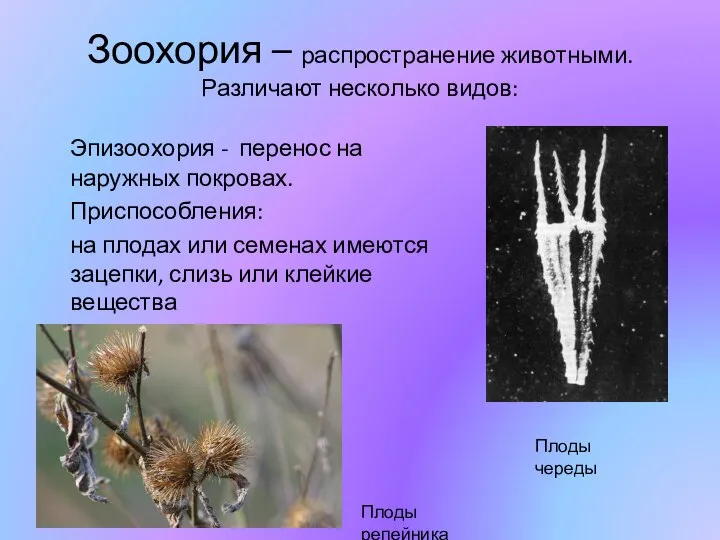 Зоохория – распространение животными. Различают несколько видов: Эпизоохория - перенос на