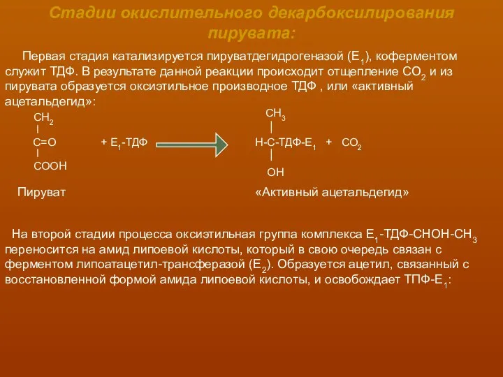 Стадии окислительного декарбоксилирования пирувата: Первая стадия катализируется пируватдегидрогеназой (Е1), коферментом служит