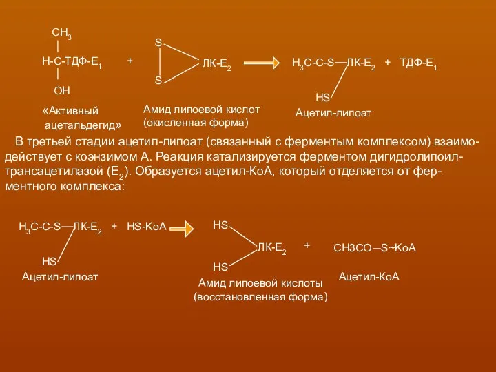 В третьей стадии ацетил-липоат (связанный с ферментым комплексом) взаимо- действует с