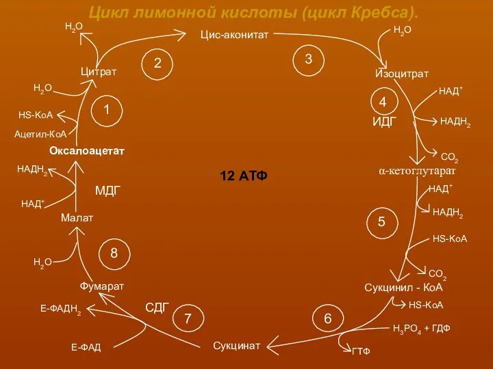 Цикл лимонной кислоты (цикл Кребса). Цис-аконитат Изоцитрат Сукцинил - КоА Сукцинат