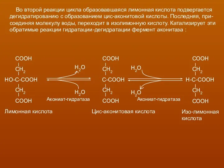 Во второй реакции цикла образовавшаяся лимонная кислота подвергается дегидратированию с образованием