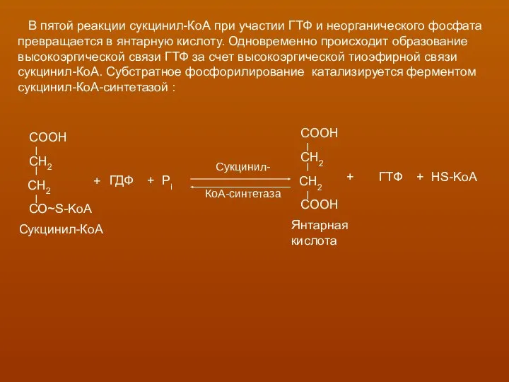 В пятой реакции сукцинил-КоА при участии ГТФ и неорганического фосфата превращается