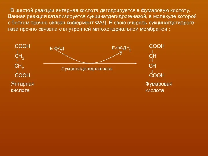 В шестой реакции янтарная кислота дегидрируется в фумаровую кислоту. Данная реакция