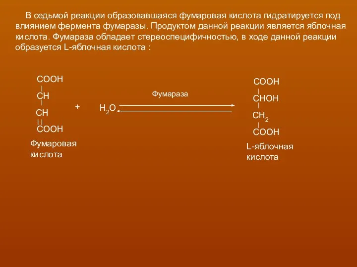 В седьмой реакции образовавшаяся фумаровая кислота гидратируется под влиянием фермента фумаразы.