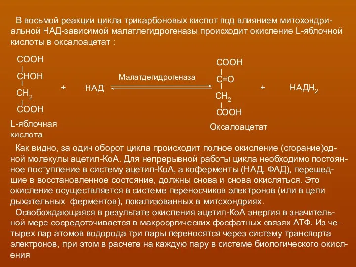 В восьмой реакции цикла трикарбоновых кислот под влиянием митохондри- альной НАД-зависимой