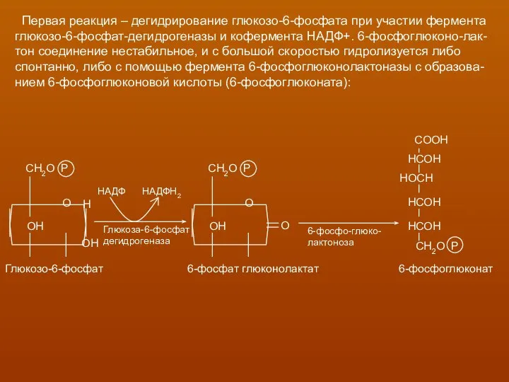 Первая реакция – дегидрирование глюкозо-6-фосфата при участии фермента глюкозо-6-фосфат-дегидрогеназы и кофермента