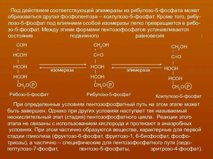 Под действием соответствующей эпимеразы из рибулозо-5-фосфата может образоваться другая фосфопентоза –