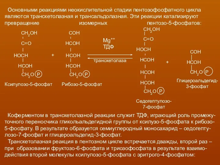 Основными реакциями неокислительной стадии пентозофосфатного цикла являются транскетолазная и трансальдолазная. Эти