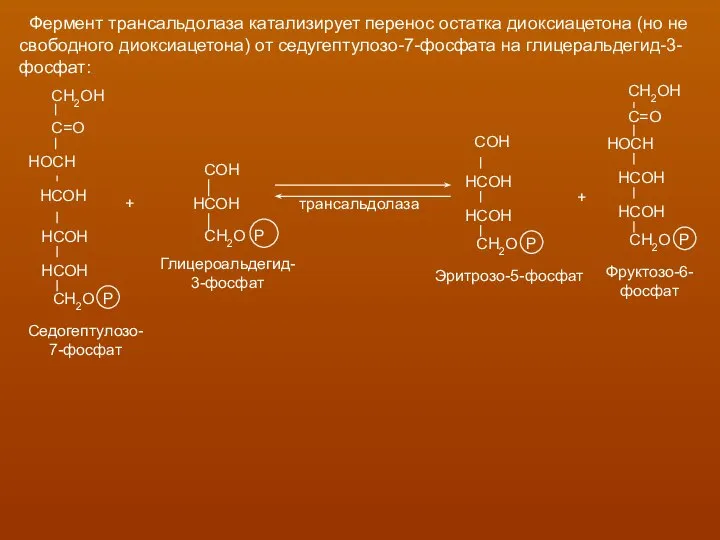 Фермент трансальдолаза катализирует перенос остатка диоксиацетона (но не свободного диоксиацетона) от седугептулозо-7-фосфата на глицеральдегид-3- фосфат: