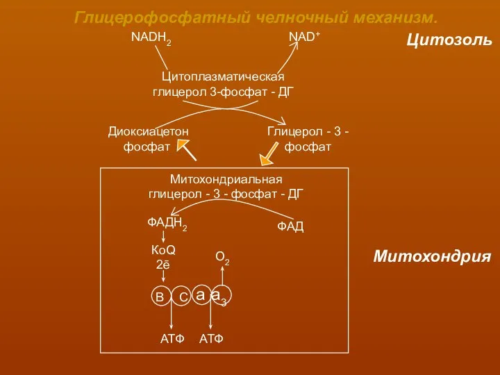 Глицерофосфатный челночный механизм. NADH2 NAD+ Цитозоль Цитоплазматическая глицерол 3-фосфат - ДГ