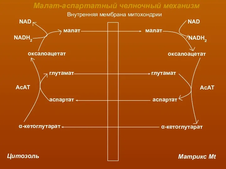 Внутренняя мембрана митохондрии Цитозоль Матрикс Mt малат малат оксалоацетат оксалоацетат NAD