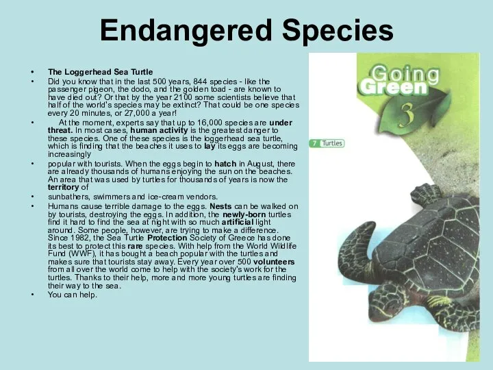 Endangered Species The Loggerhead Sea Turtle Did you know that in