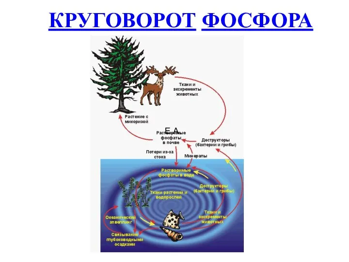 Е.А. КРУГОВОРОТ ФОСФОРА