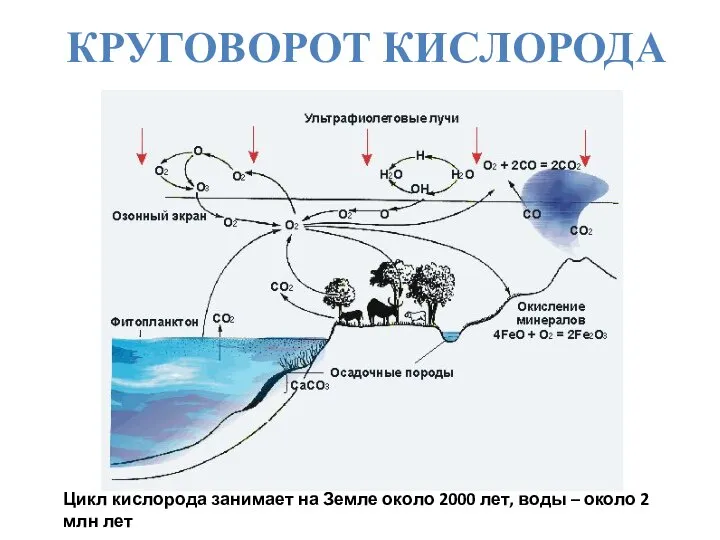 Цикл кислорода занимает на Земле около 2000 лет, воды – около 2 млн лет КРУГОВОРОТ КИСЛОРОДА