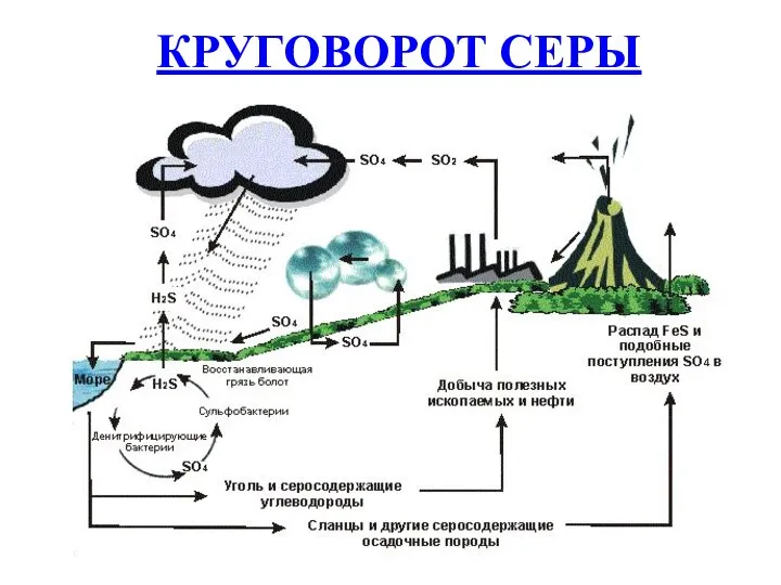 КРУГОВОРОТ СЕРЫ