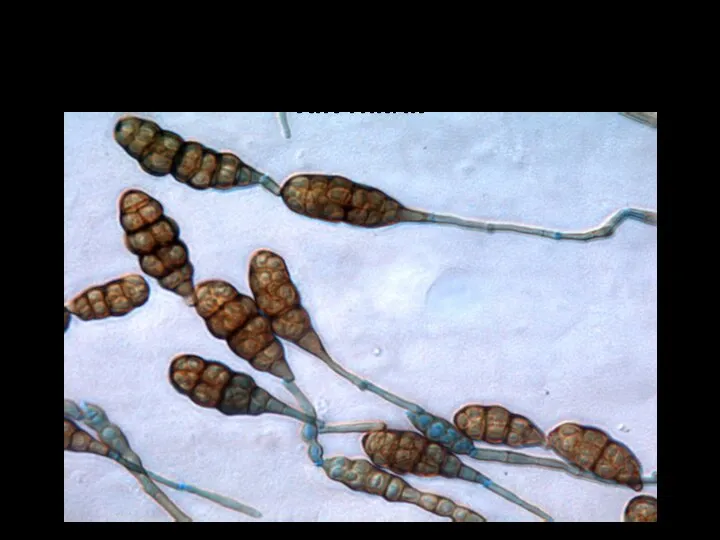 Бактерии родов Cytophaga, Sorangium Грибы родов Pullularia, Cladosporium, Alternaria
