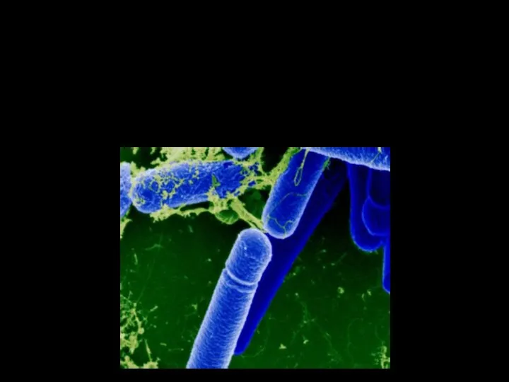 Химические синтетические волокна Грибы рода Trichoderma, бактерии Bacillus subtilis, Bacillus mesentericus.