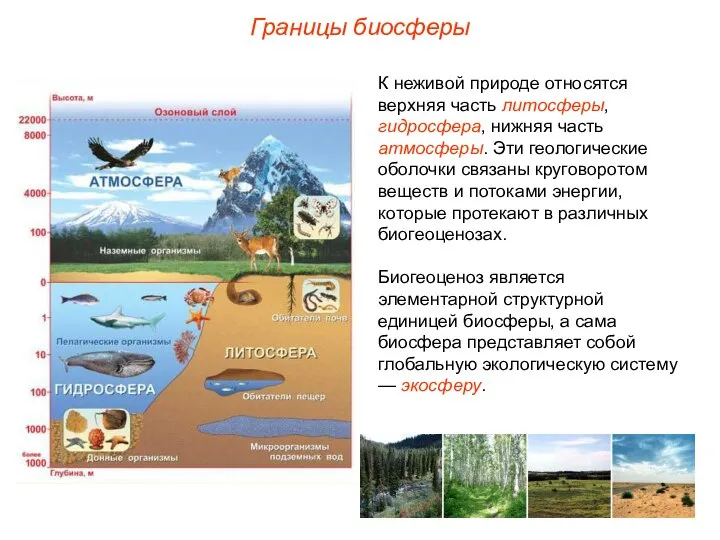 Границы биосферы К неживой природе относятся верхняя часть литосферы, гидросфера, нижняя