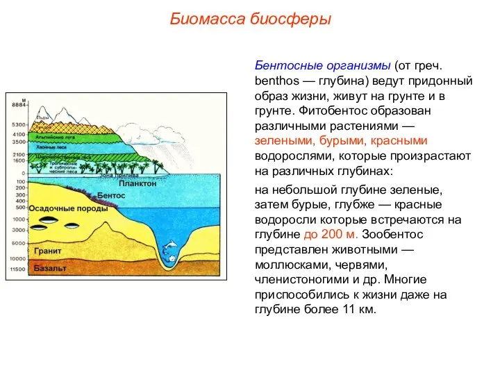 Биомасса биосферы Бентосные организмы (от греч. benthos — глубина) ведут придонный