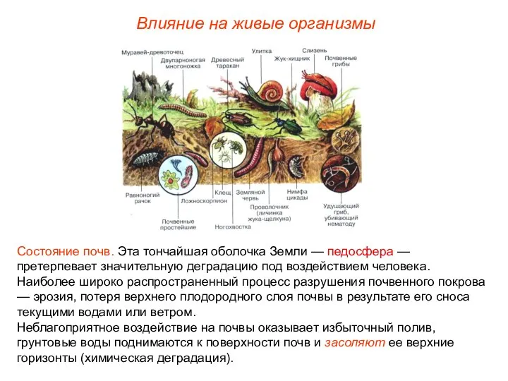 Влияние на живые организмы Состояние почв. Эта тончайшая оболочка Земли —