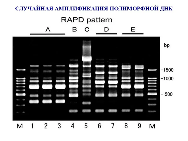 СЛУЧАЙНАЯ АМПЛИФИКАЦИЯ ПОЛИМОРФНОЙ ДНК