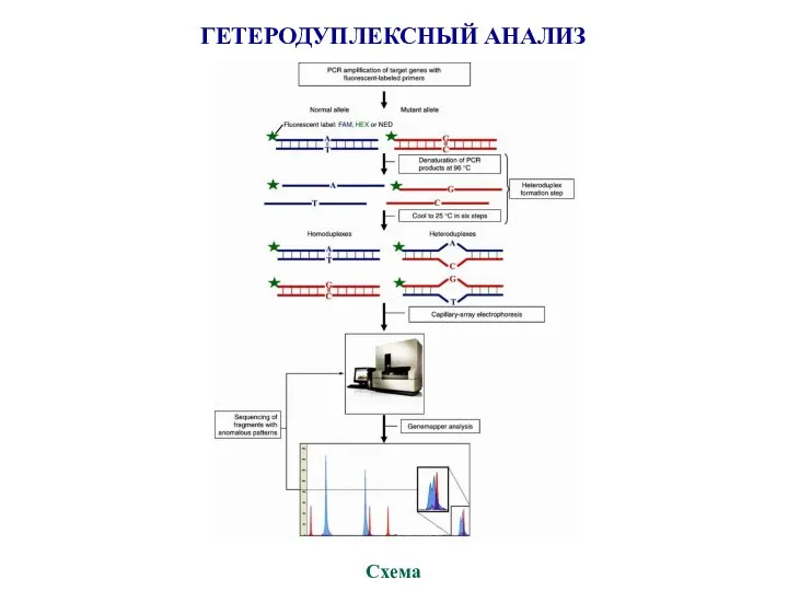 ГЕТЕРОДУПЛЕКСНЫЙ АНАЛИЗ Схема