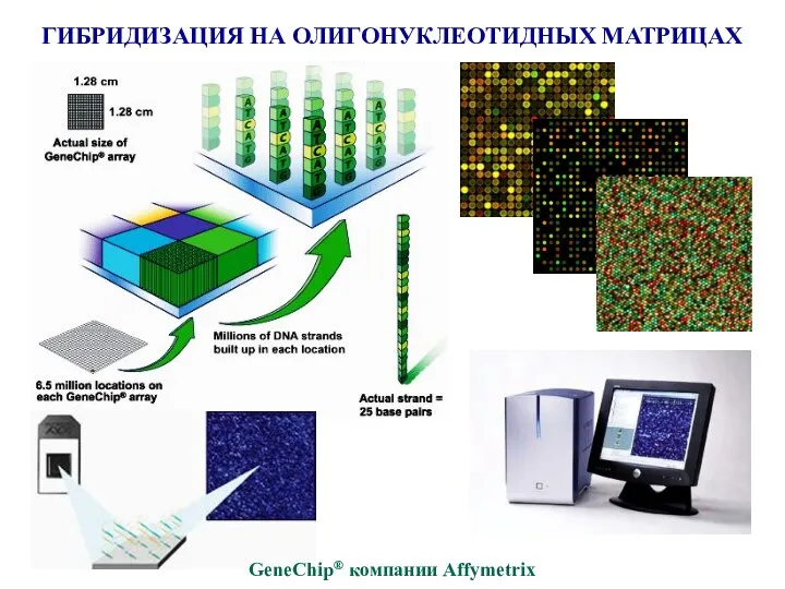 ГИБРИДИЗАЦИЯ НА ОЛИГОНУКЛЕОТИДНЫХ МАТРИЦАХ GeneChip® компании Affymetrix