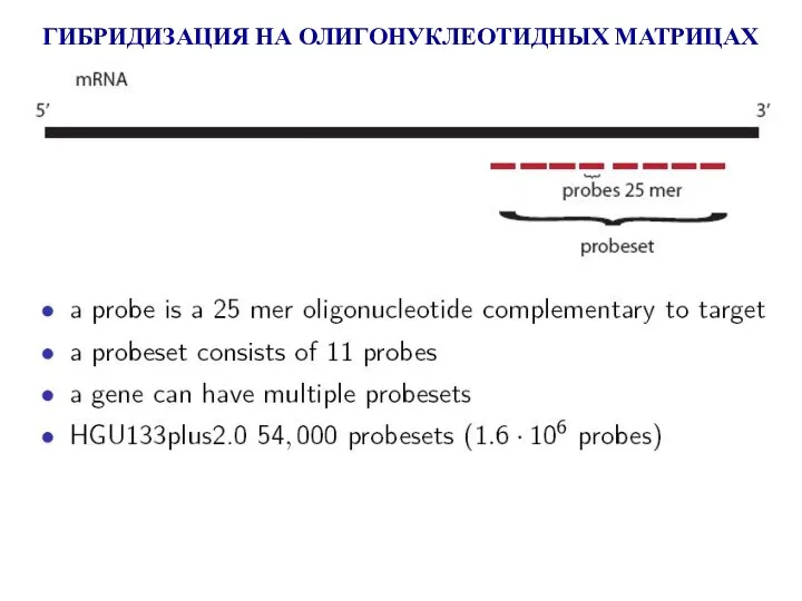 ГИБРИДИЗАЦИЯ НА ОЛИГОНУКЛЕОТИДНЫХ МАТРИЦАХ