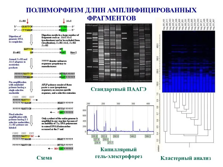 ПОЛИМОРФИЗМ ДЛИН АМПЛИФИЦИРОВАННЫХ ФРАГМЕНТОВ Схема Кластерный анализ Стандартный ПААГЭ Капиллярный гель-электрофорез