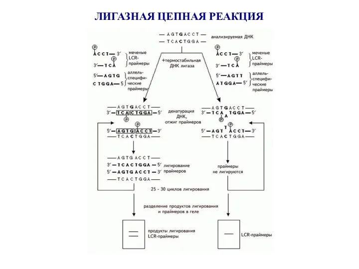 ЛИГАЗНАЯ ЦЕПНАЯ РЕАКЦИЯ