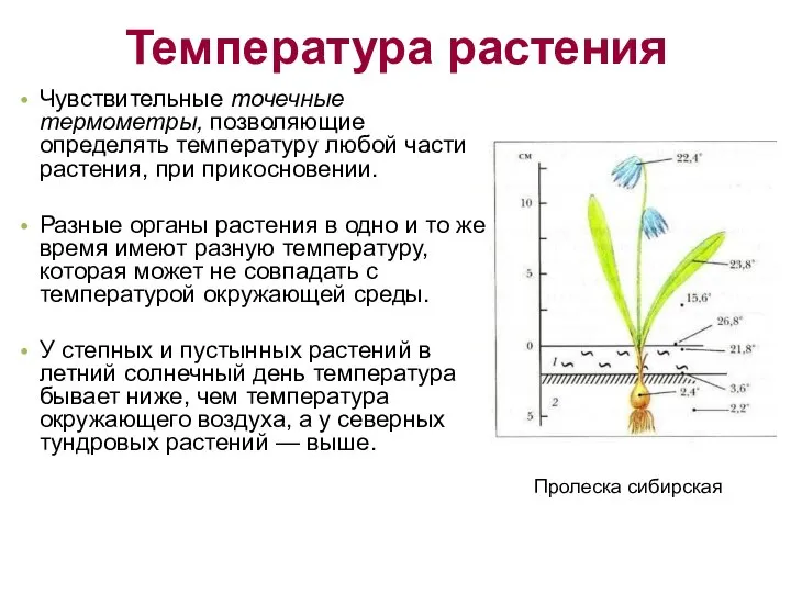 Температура растения Чувствительные точечные термометры, позволяющие определять температуру любой части растения,