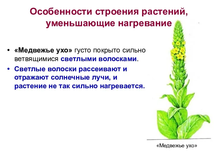 «Медвежье ухо» густо покрыто сильно ветвящимися светлыми волосками. Светлые волоски рассеивают