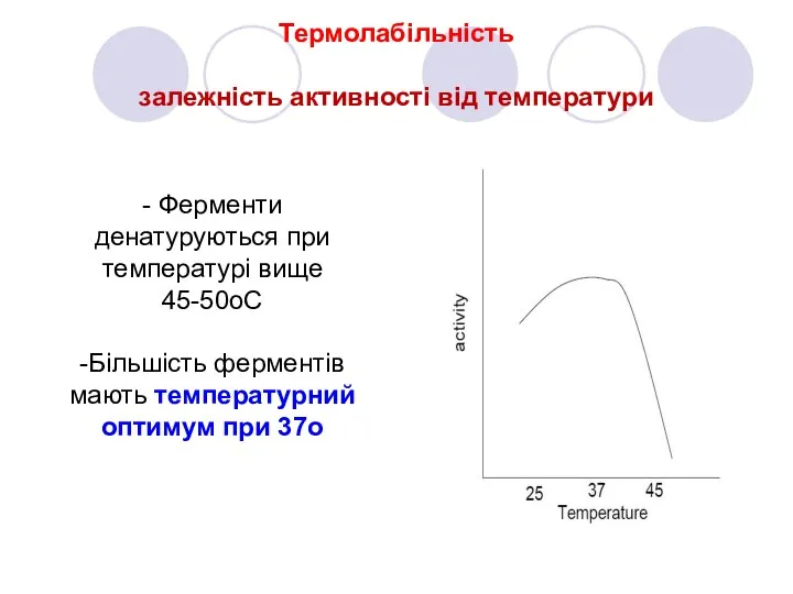 Термолабільність залежність активності від температури - Ферменти денатуруються при температурі вище