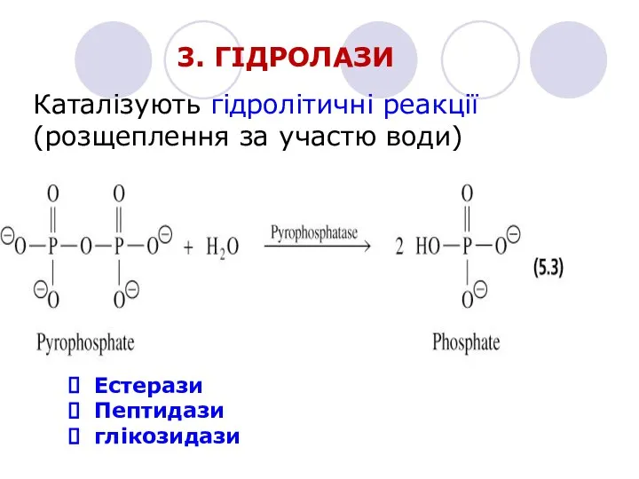 3. ГІДРОЛАЗИ Каталізують гідролітичні реакції (розщеплення за участю води) Естерази Пептидази глікозидази