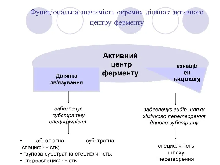 Функціональна значимість окремих ділянок активного центру ферменту Активний центр ферменту Ділянка