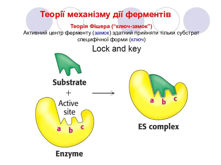 Теорії механізму дії ферментів Теорія Фішера (“ключ-замок”) Активний центр ферменту (замок)