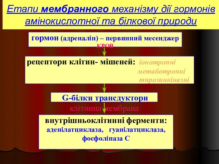 Етапи мембранного механізму дії гормонів амінокислотної та білкової природи гормон (адреналін)