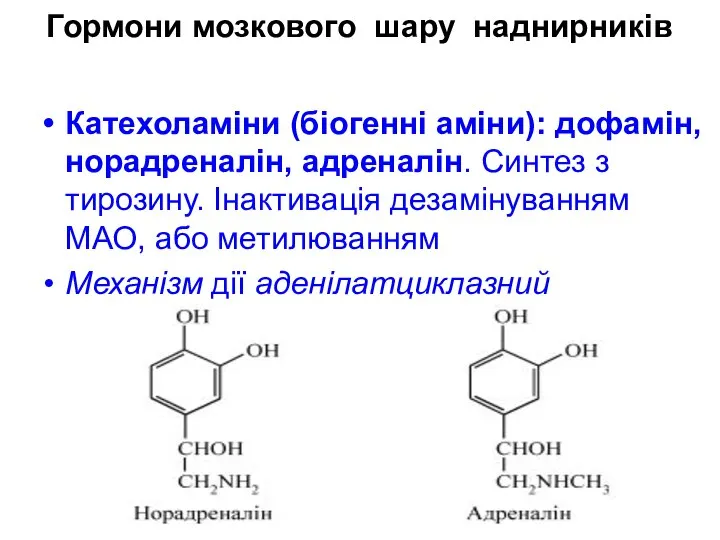 Гормони мозкового шару наднирників Катехоламіни (біогенні аміни): дофамін, норадреналін, адреналін. Синтез