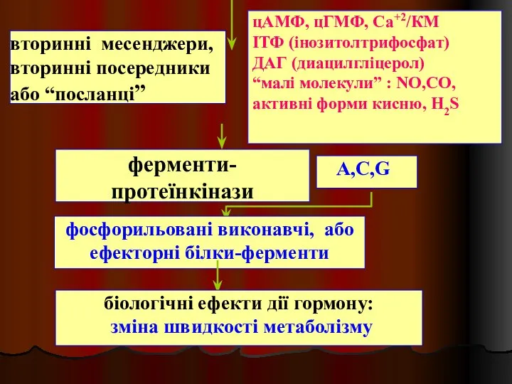 вторинні месенджери, вторинні посередники або “посланці” цАМФ, цГМФ, Са+2/КМ ІТФ (інозитолтрифосфат)