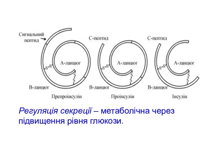 Синтез інсуліну Регуляція секреції – метаболічна через підвищення рівня глюкози.