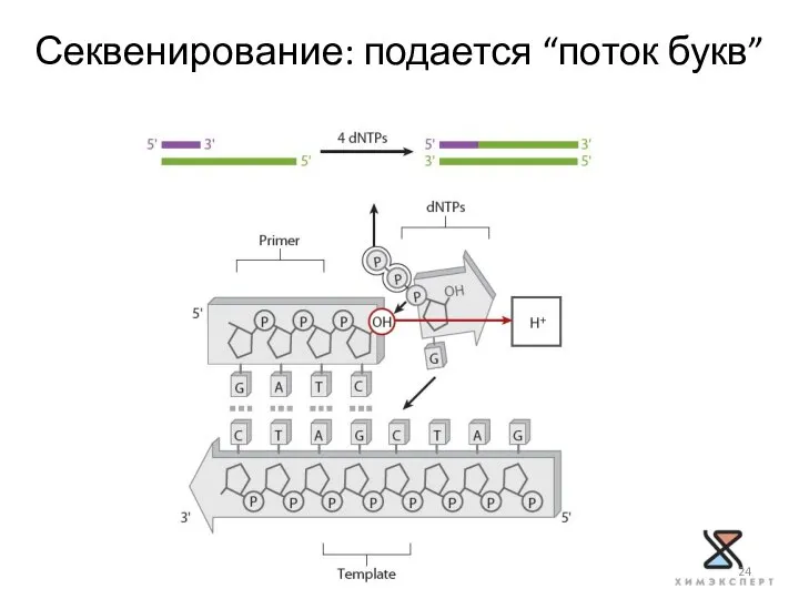 Секвенирование: подается “поток букв”