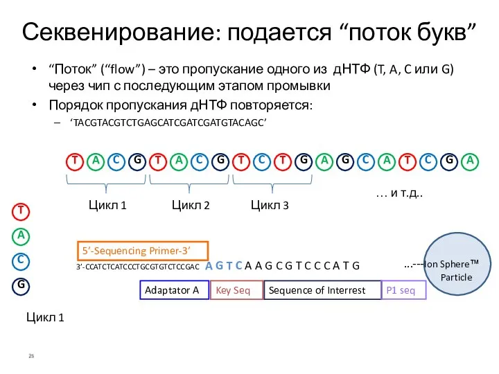 Секвенирование: подается “поток букв” 3’-CCATCTCATCCCTGCGTGTCTCCGAC A G T C A A