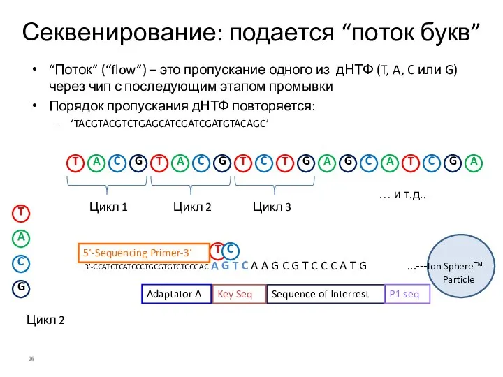 “Поток” (“flow”) – это пропускание одного из дНТФ (T, A, C