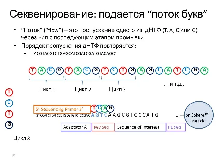 Цикл 1 Цикл 3 Цикл 2 … и т.д.. Цикл 3