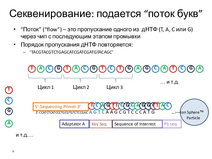 Цикл 1 Цикл 3 Цикл 2 … и т.д. и т.д.…